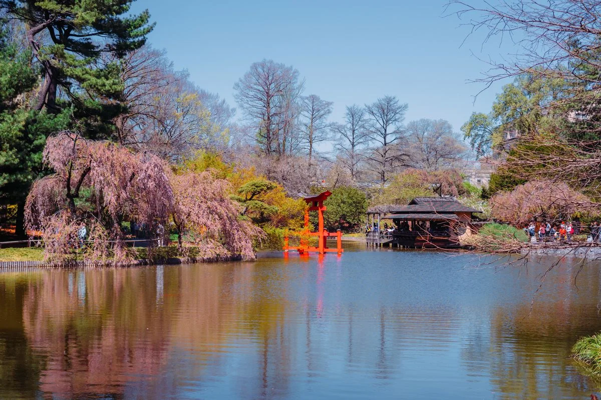 BBG_cherryblossoms.0.jpg