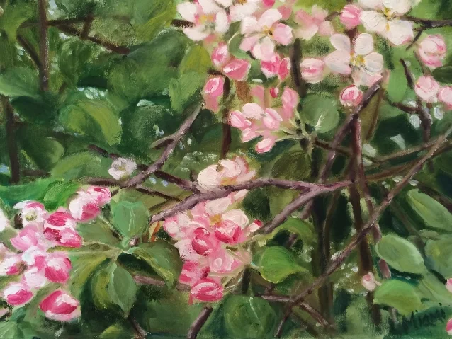 Apple Blossoms