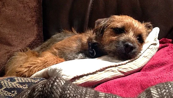 Border terriers tend to make themselves as comfortable as possible. Good job they're charming with it.