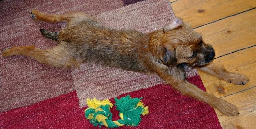 Border terrier stretching
