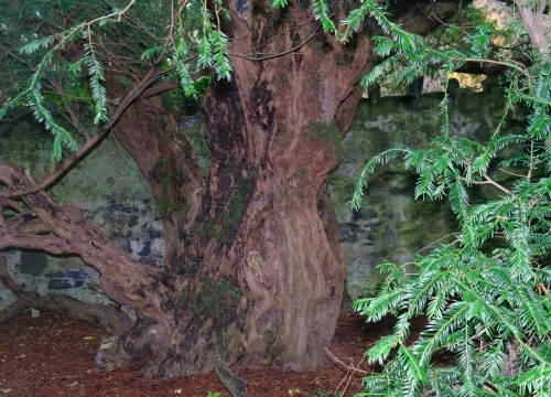 The famous Fortingall Yew, currently being predated by visitors whose thoughtlessness and stupidity are breathtaking.