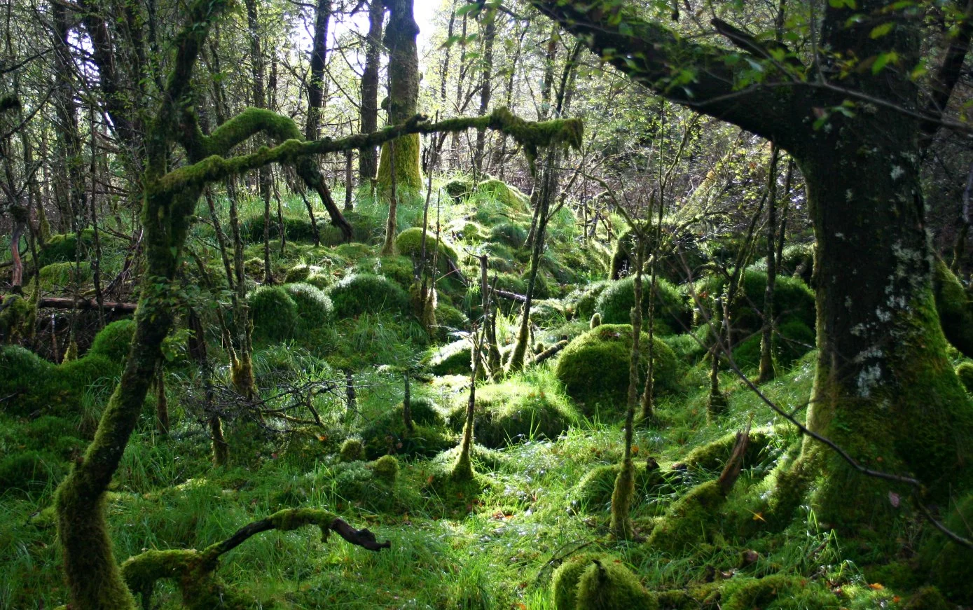 Ariundle Oakwoods, the Atlantic deciduous woods of ancient times in Scotland, every bit as old as the pinewoods.