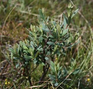 Bog myrtle