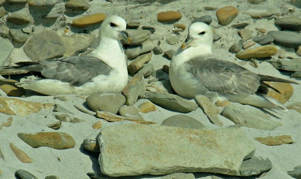 North Ronaldsay's ground nesting fulmars. Odd