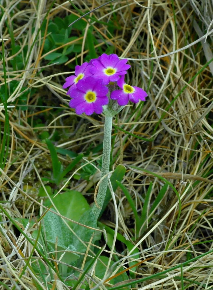 Scots Primrose, Orkney