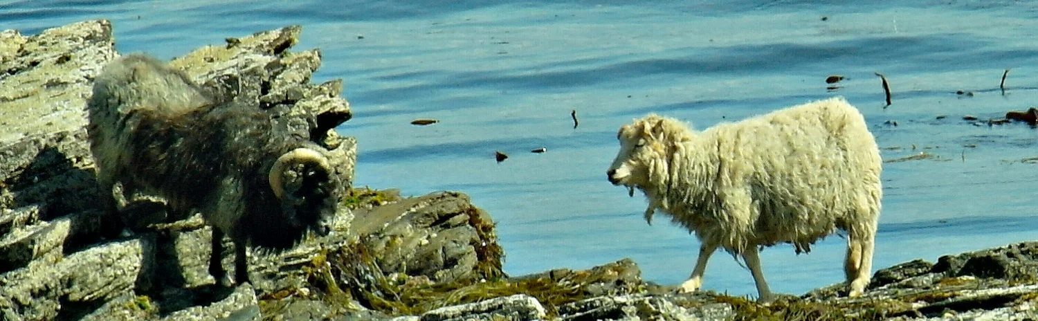 The local sheep feeding on seaweed