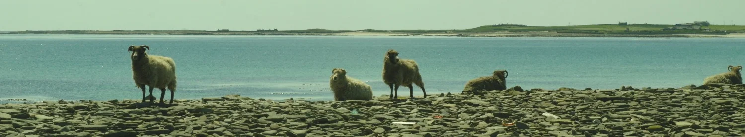 Oh, no, not more sheep. Linklet Bay in the background