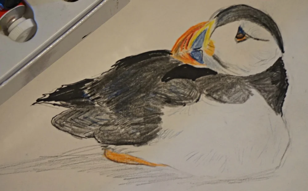 puffin sketch. Gosh the beak proportions aren't easy