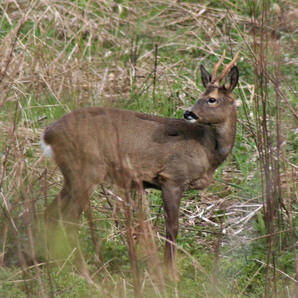 Roe deer - actually, roe buck - with chacteristic short antlers