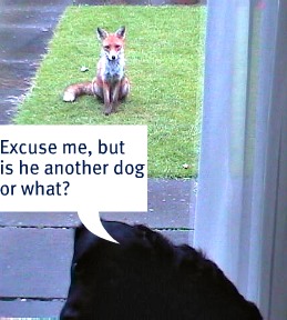 Edinburgh's urban foxes