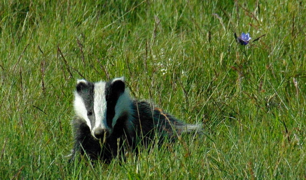 Young badger, abroad in full daylight, a very unusual sight in Scotland (though we have plenty of badgers)