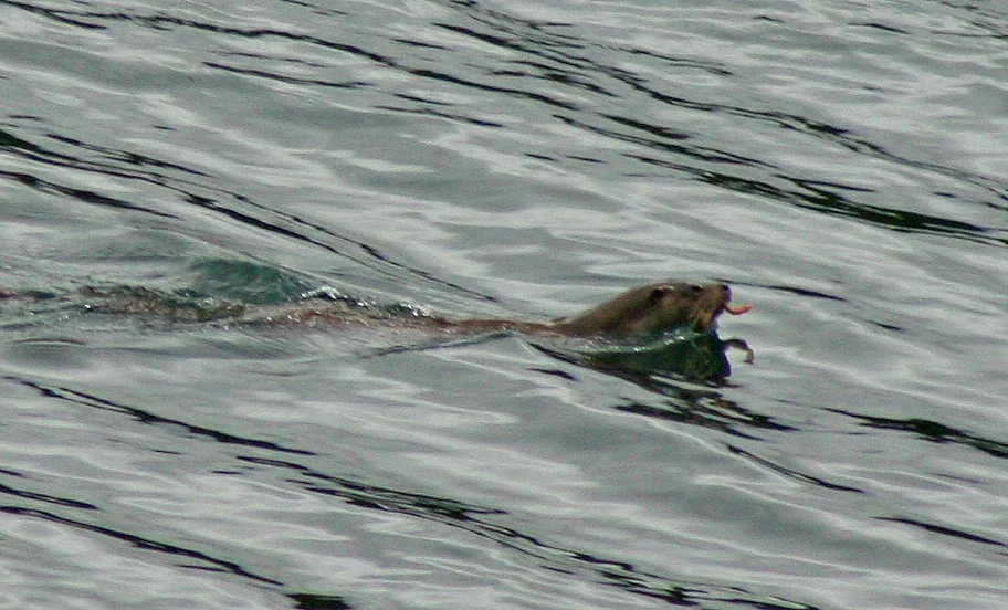 Otter, at Loch Druidibeg National Nature Reserve, Outer Hebrides.