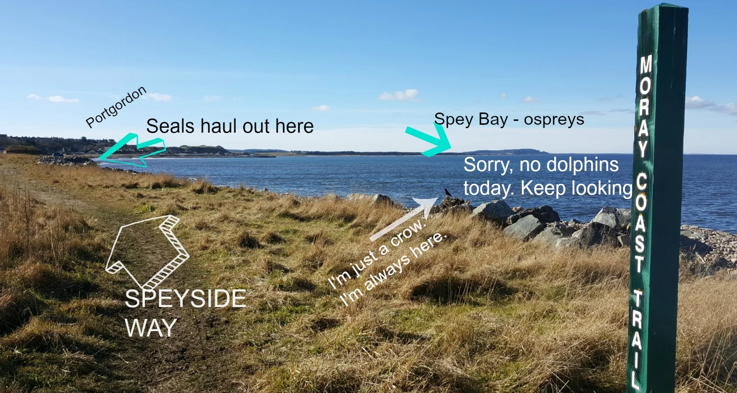 Lots of wildlife-y things to see on the Moray coast.