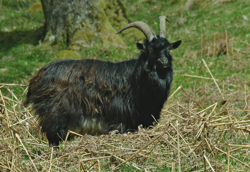 Denizen of the oakwoods of Inversnaid, by the shores of Loch Lomond (I love 'denizen', don't you?) A wild goat in early spring.
