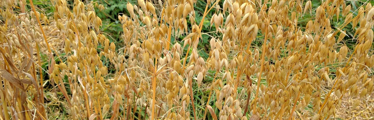 make-porridge-header-2.jpg