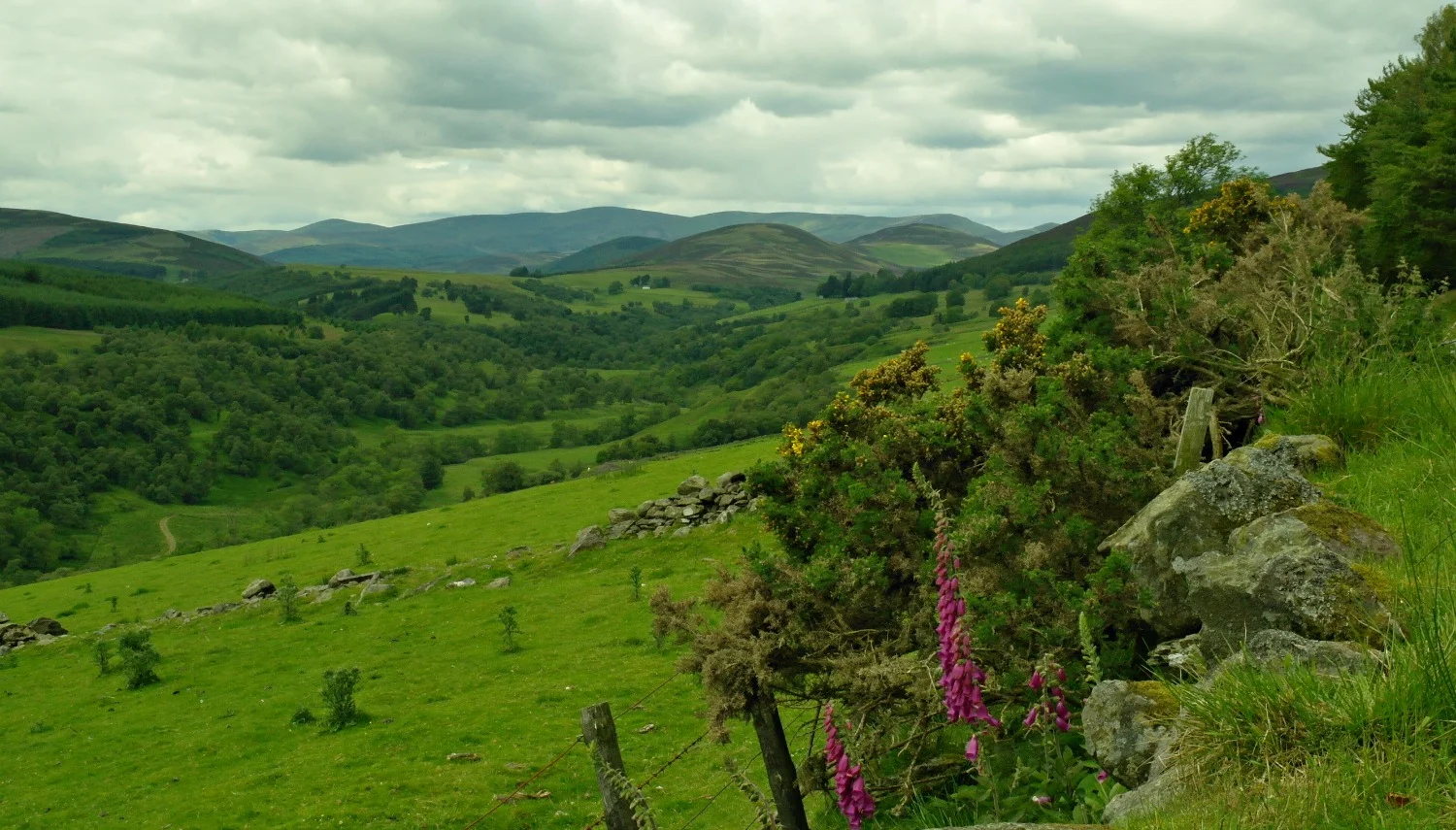 High summer in Glen Prosen, Angus