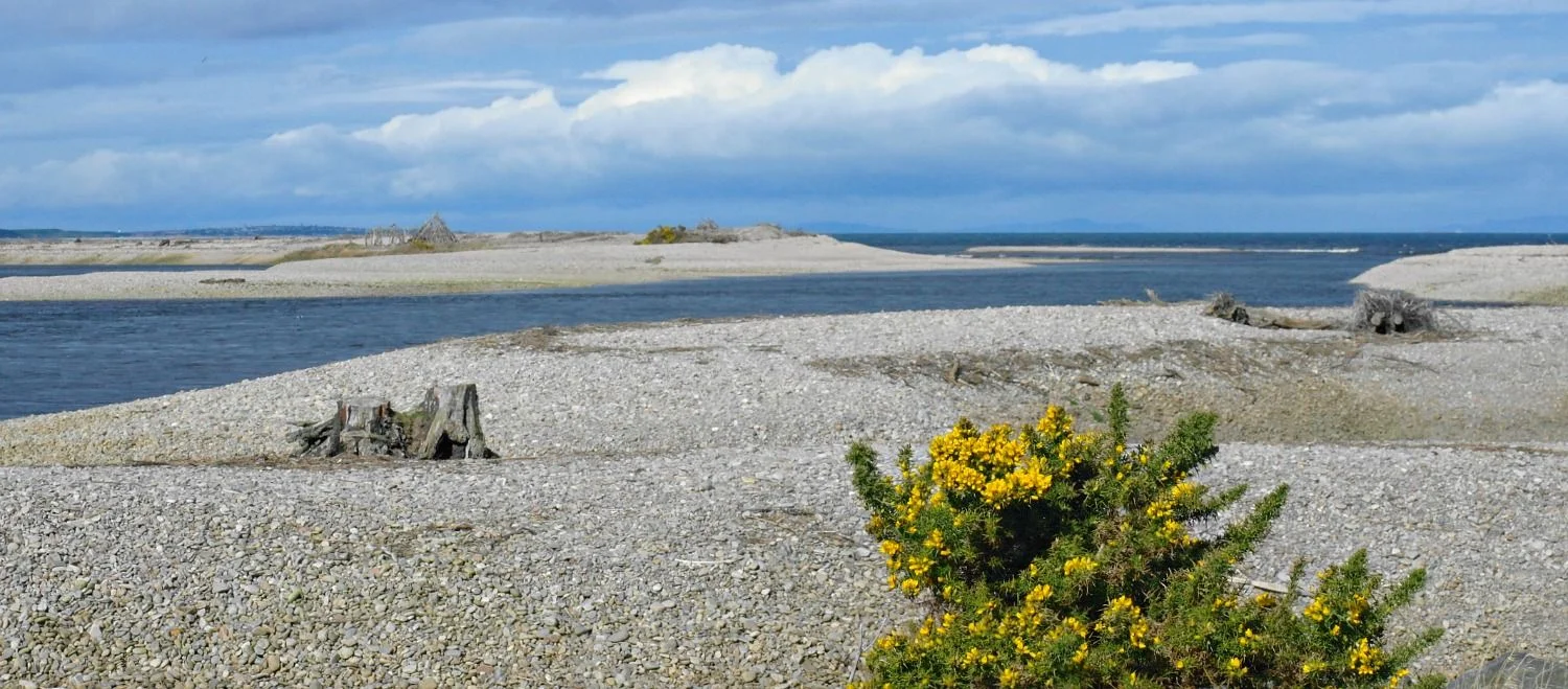 Best wander down to the shore, just to be safe from any passing biting insect...this is Spey Bay, Moray, where the River Spey reaches the sea. The town of Lossiemouth is on the horizon, left, and the hills of Sutherland and Caithness are also faintly visible across the Moray Firth.