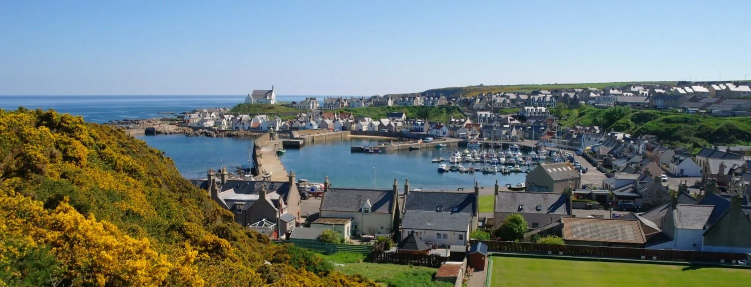 Findochty harbour - gorse just going over, late May.