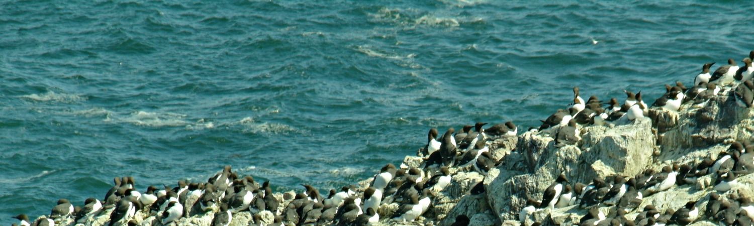 st-abbs-seabirds-compressor.jpg