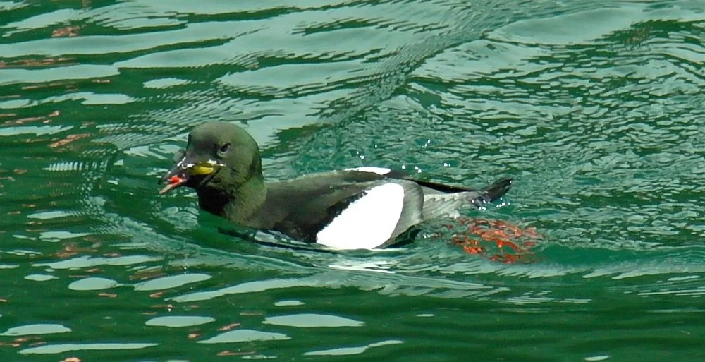 Black guillemot in Stromness harbour, Orkney.