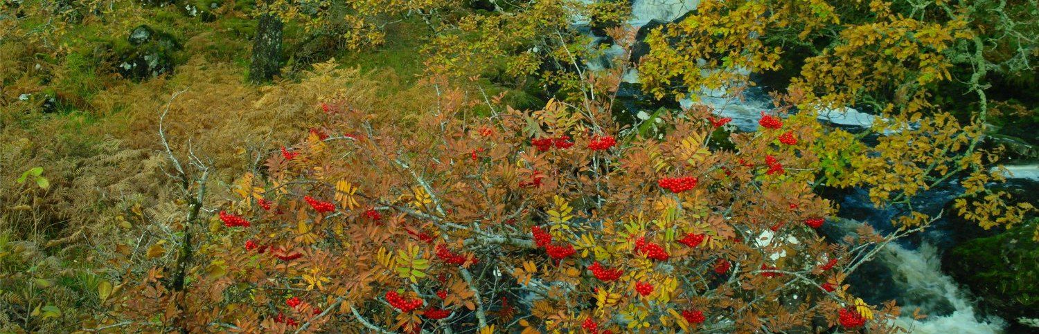 autumn-in-scotland-compressor.jpg