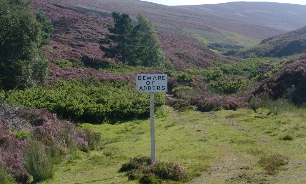 Here's a 'Beware of Adders' sign near the A939 in Aberdeenshire. It's been there for years and gets repainted from time to time. As I took this photograph, I could hear the sound of toffs popping off at grouse on the moors nearby, as it was the start of their shooting season. (The colour of the heather is also a giveaway that's it's August.) I suspect there are no more adders hereabouts than anywhere else and that it was a ploy years ago to make folk like you and me hesitate before strolling along the track. Ignore - but keep a close watch on the dog.