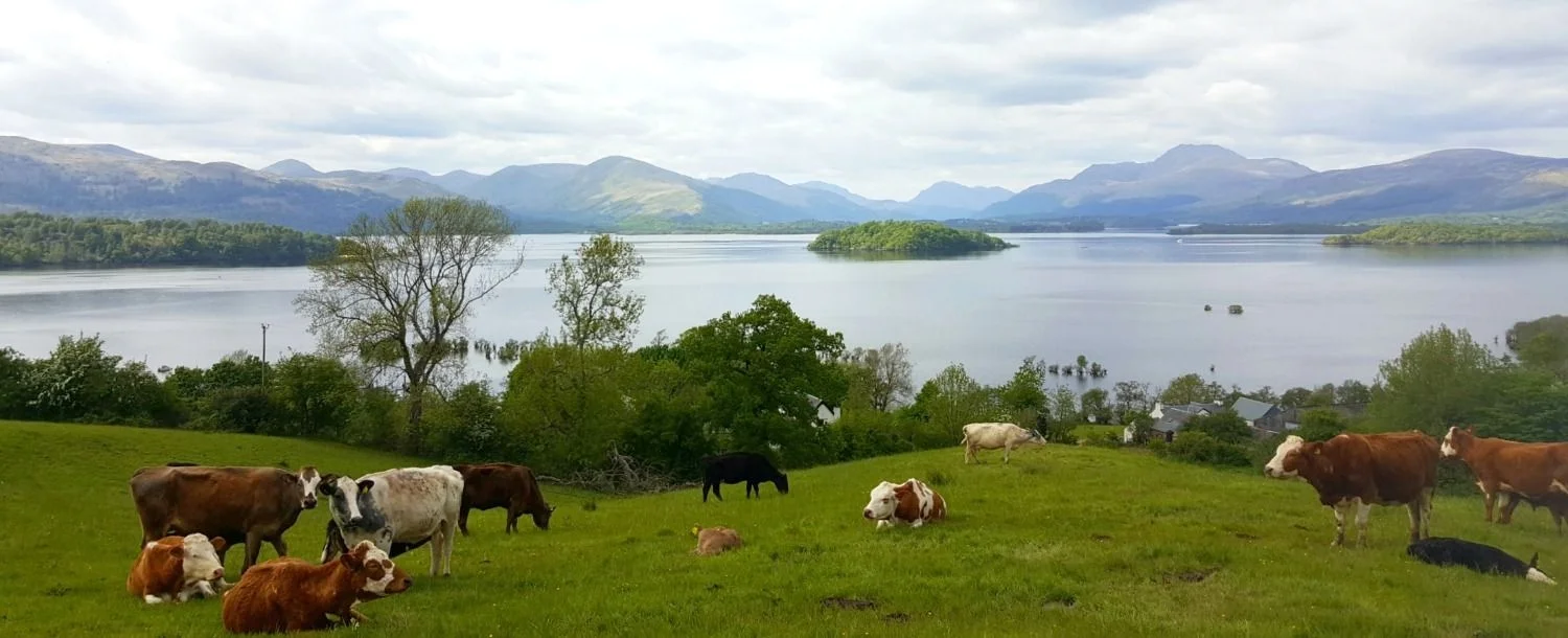 View of Loch Lomond from Portnellan Farm