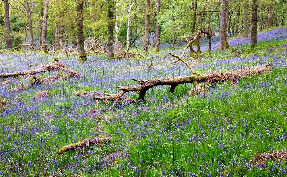 Carpets of bluebells on Inchcailloch - Loch Lomond.