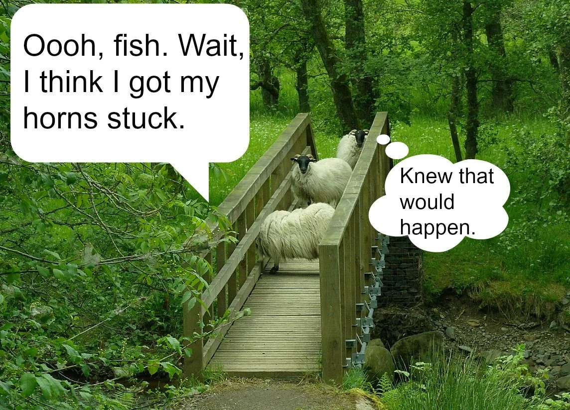 Sheep don't have many hobbies.