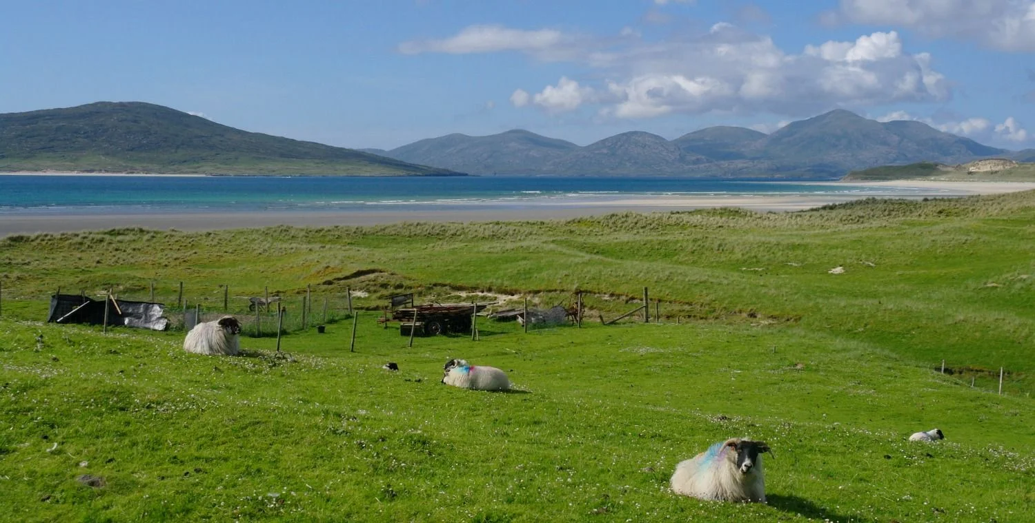 One very important function of sheep, from a visitor point of view, is to provide foreground interest by lying around in random positions. This is another Harris picture.