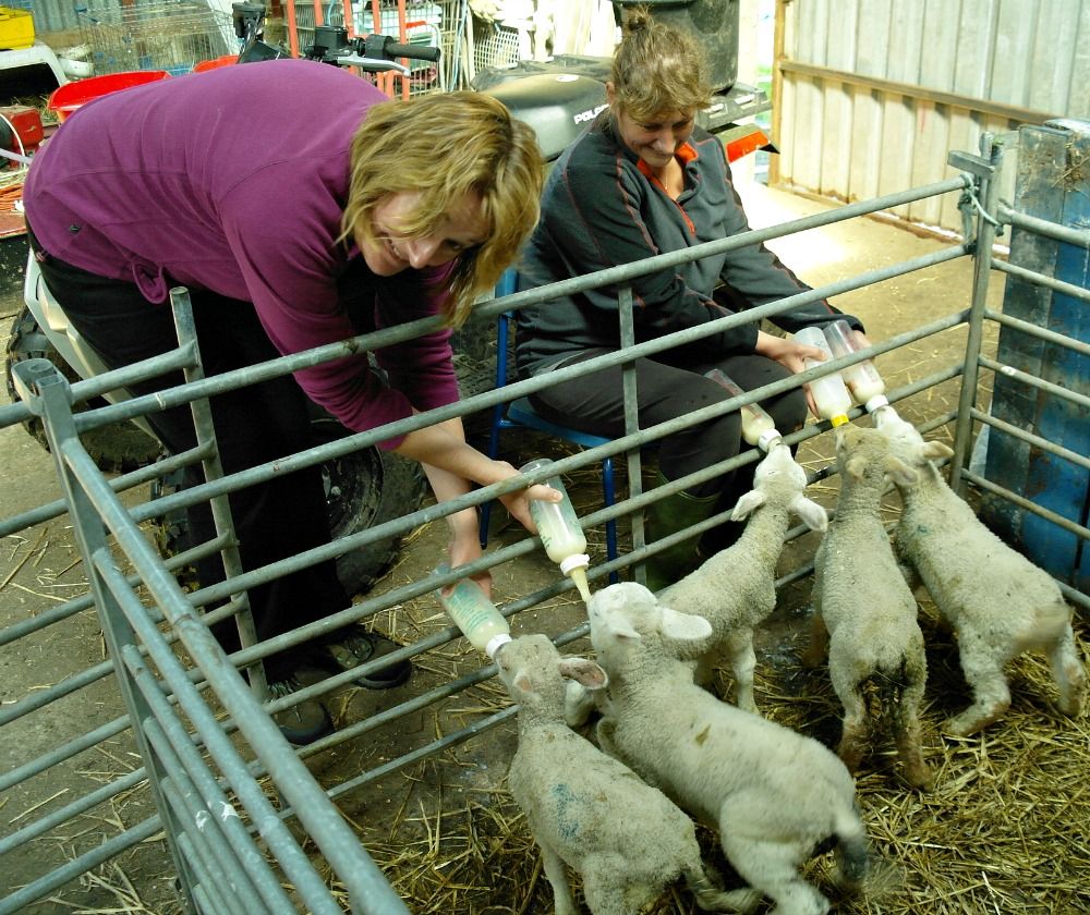 Sometimes hand-feeding of wee lambies is unavoidable. On this Orkney small-holding you can see which lady is the experienced owner and which is the rookie assistant. (Actually, a guest from her self-catering.) Yes, at first sight hostess appears to have three hands but is holding the third bottle between her knees. Poor Johanna has managed to cross her arms and will be severely marked down by the judges.