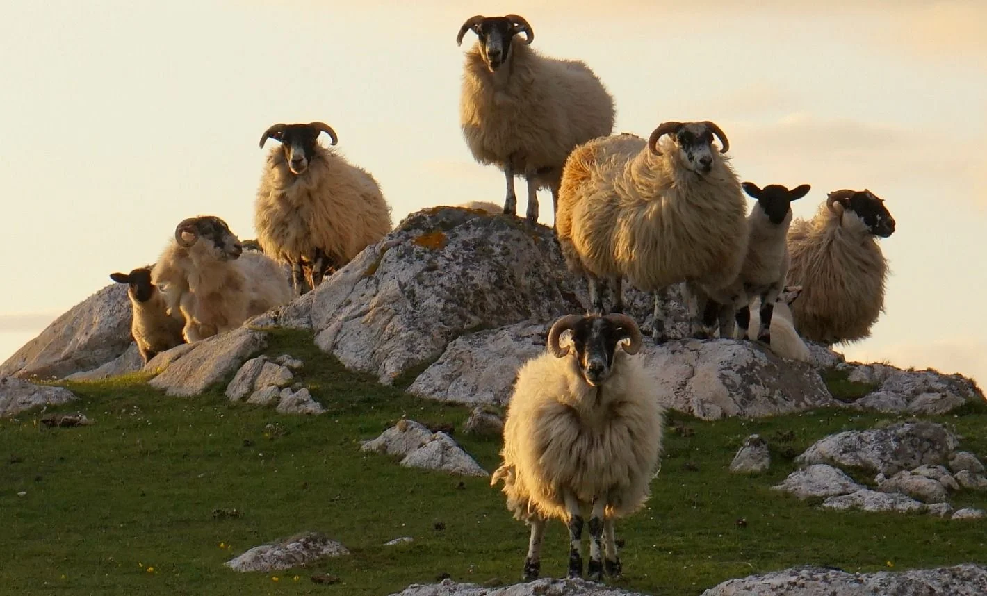 Oh, all right, just one more. Sheep posing at sunset. These must be blackfaces. Right?
