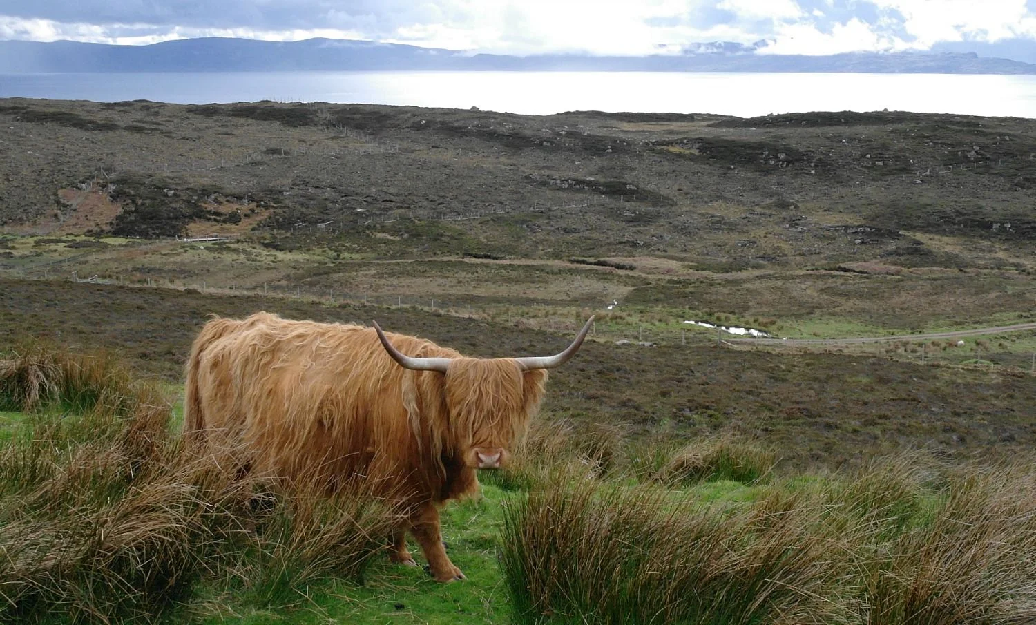 A Highland cow looking suitably wild and rugged - though they say they are docile. This one happens to be by the side of the coast road that leads from Shieldaig round to Applecross. That's part of the Isle of Skye on the skyline. Note the poor pasture - the fact these hardy cattle thrive on rough grazings has been an important part of their story in the Highlands.
