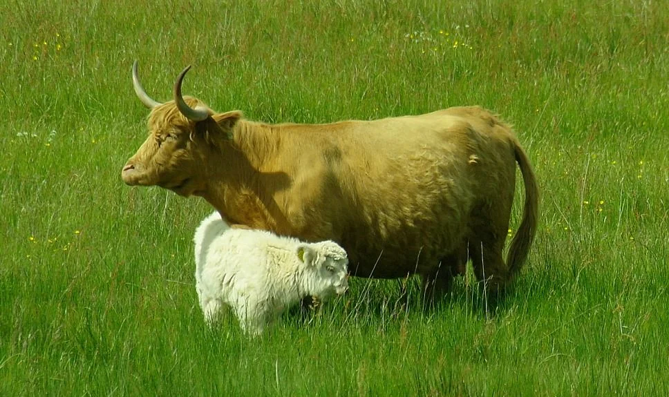 This is one of the Loch Achray, in the Trossachs, cows with calf, a few years back. Note the upward curving horns. This is characteristic of the females. And by examining my own pictures, I concude that there are a lot of cows, as opposed to bulls, in the Highlands.