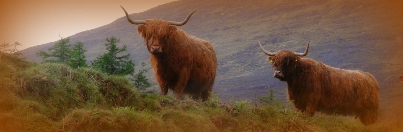 highland-cattle-header-compressor.jpg