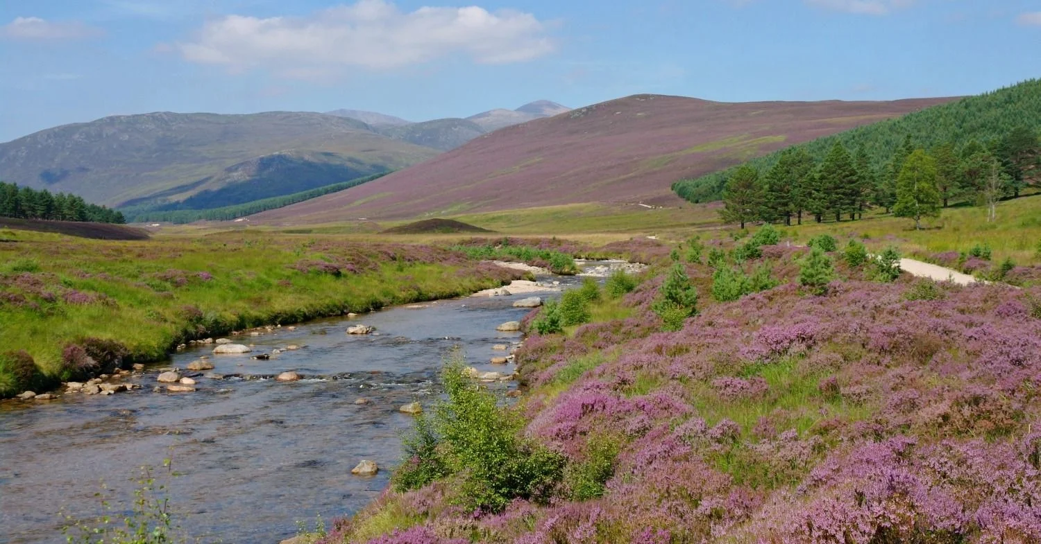 Heather in Glen Derry, Aberdeenshire, in full bloom. Note the purple hill in the middle distance and the higher bare tops of the Cairngorms beyond - where the exposure means that even heather won't grow.