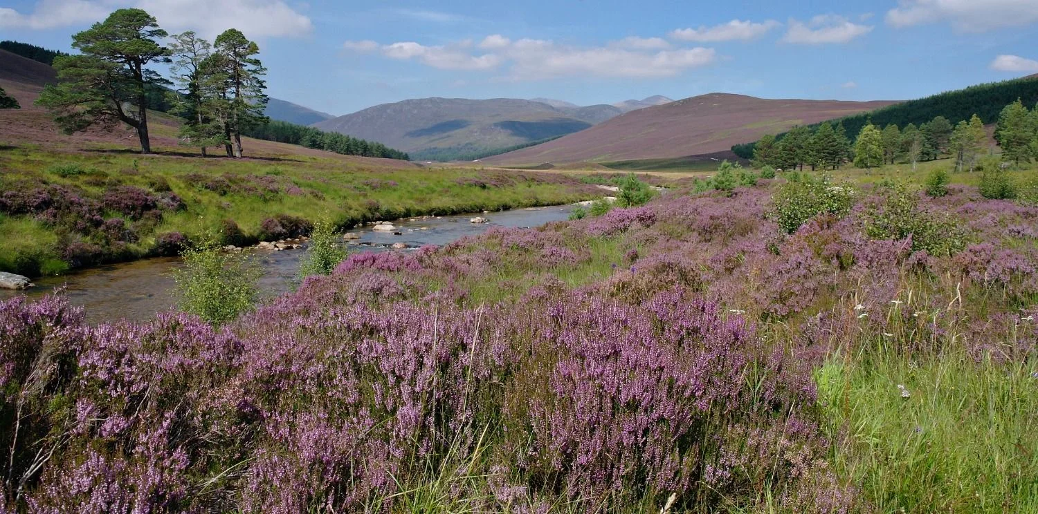 August by the track in Glen Lui, Mar Lodge Estate, Aberdeenshire (near Braemar). The banks of the Lui Water are covered in fairly lush common heather (or ling).