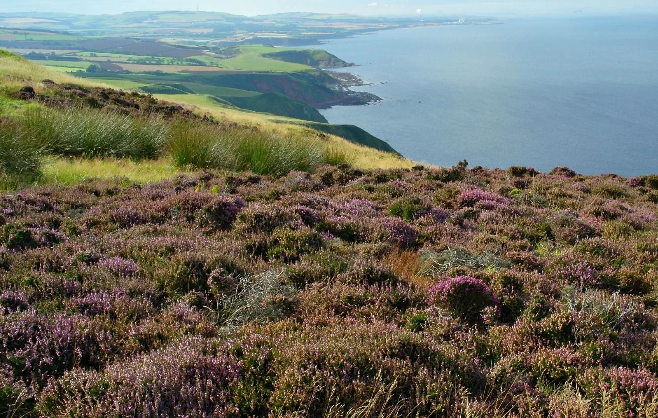 Heather by the sea. Poor soil, exposed site - yes, no surprises common heather makes its home here. Scottish Borders, beyond St Abbs.