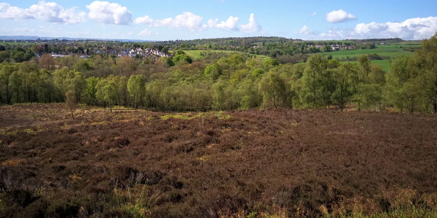 This is Mugdock Country Park in May, so the heather hasn't come into bloom yet - but there's plenty of it. Looking south towards the edge of the city of Glasgow. The long-distance footpath, the West Highland Way, is only a few moments away.