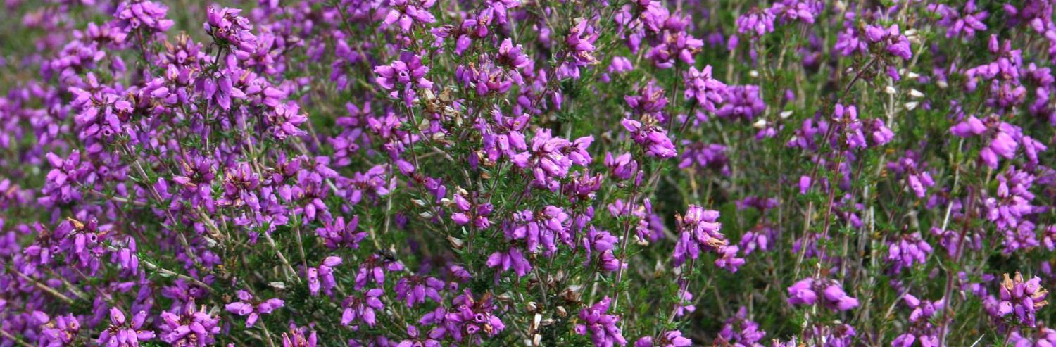 heather-header-compressor.jpg