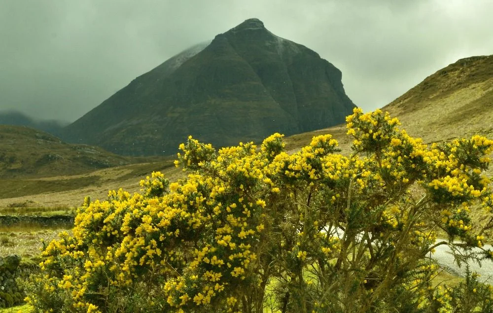 The mountain called Quinag in the North-West Highlands. Main road just behind the flowering gorse bush.