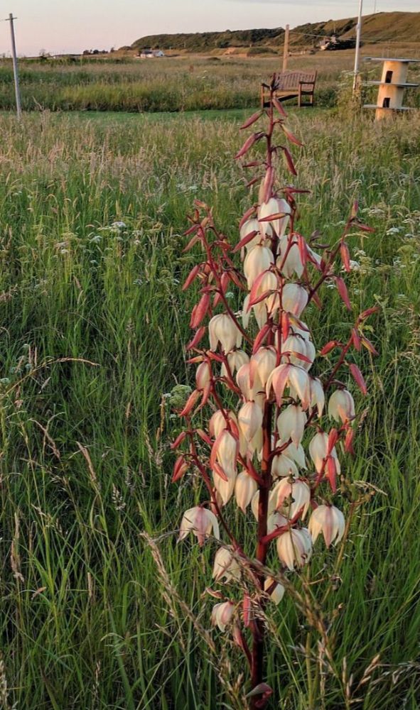 OK, this should convince you that it's a pretty gentle climate in Moray. This is (I think) Yucca schidigera. I photographed it in flower on the grassland above the shingle at Portgordon. It's actually seeding itself and spreading. This yucca's usual home is the Mojave Desert, west of Inverness. A very long way west of Inverness.