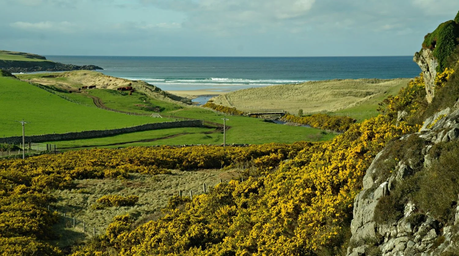 This is Armadale, actually Armadale Bay. Not the Armadale in West Lothian, nor the one on Skye, but the one in Sutherland, on the north coast. It’s early in April, a long way north, but the gorse is bright. DATE: 8 April 2012.