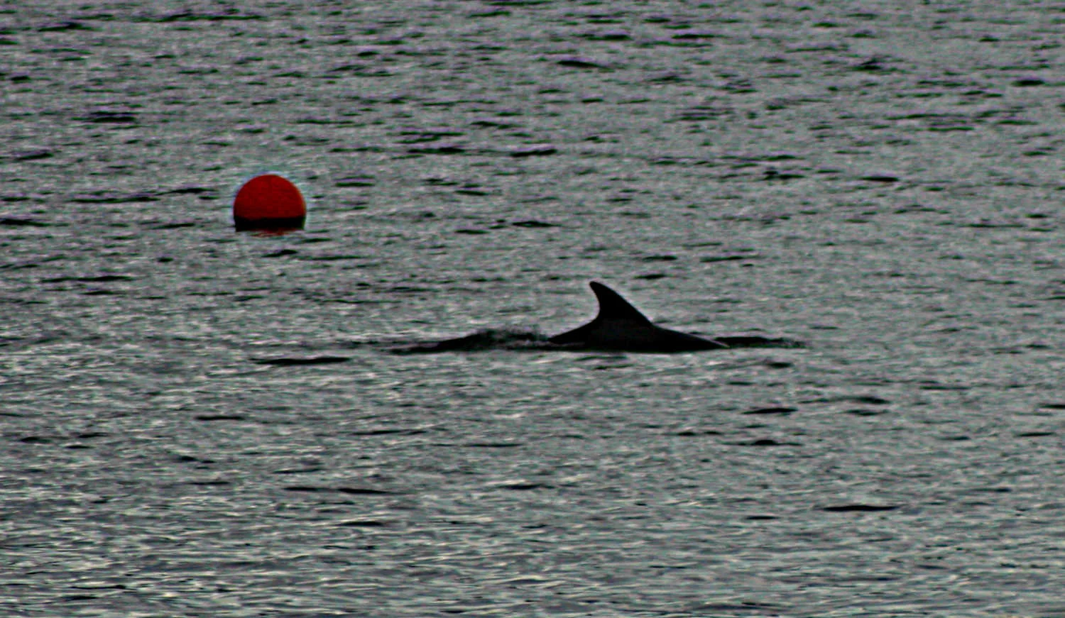 Not a very large dolphin at Inverie, Knoydart. Compared to the mooring buoy…they certainly don’t look like the monster dolphins of the Moray Firth.