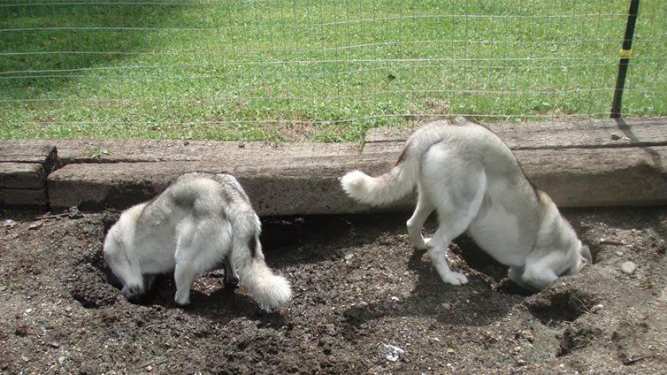 dog digging under fence