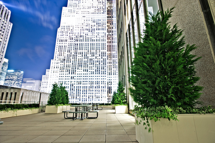 7281-252518-A11_03PlantusnycD169b.jpg