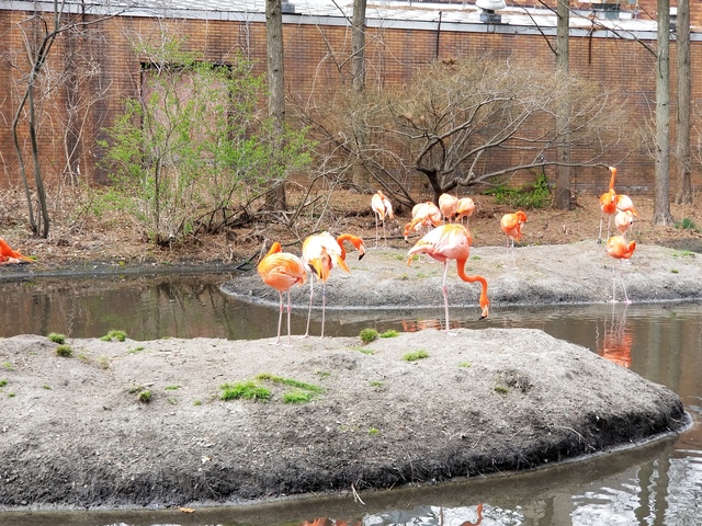 Flamingo habitat 2.jpg