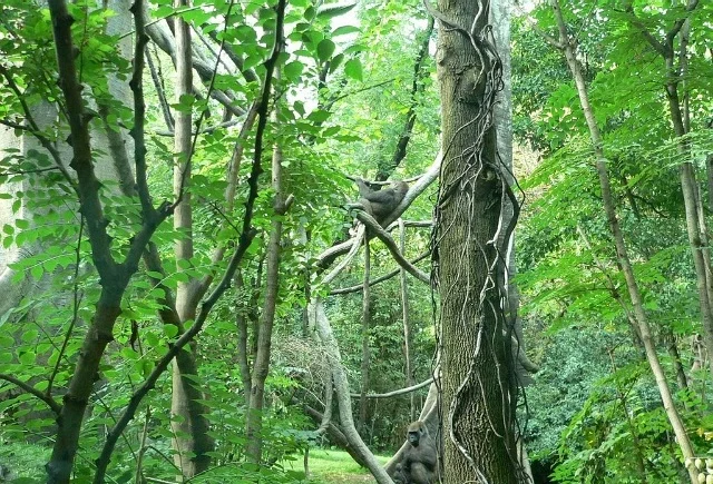 Congo habitat present 1.jpg