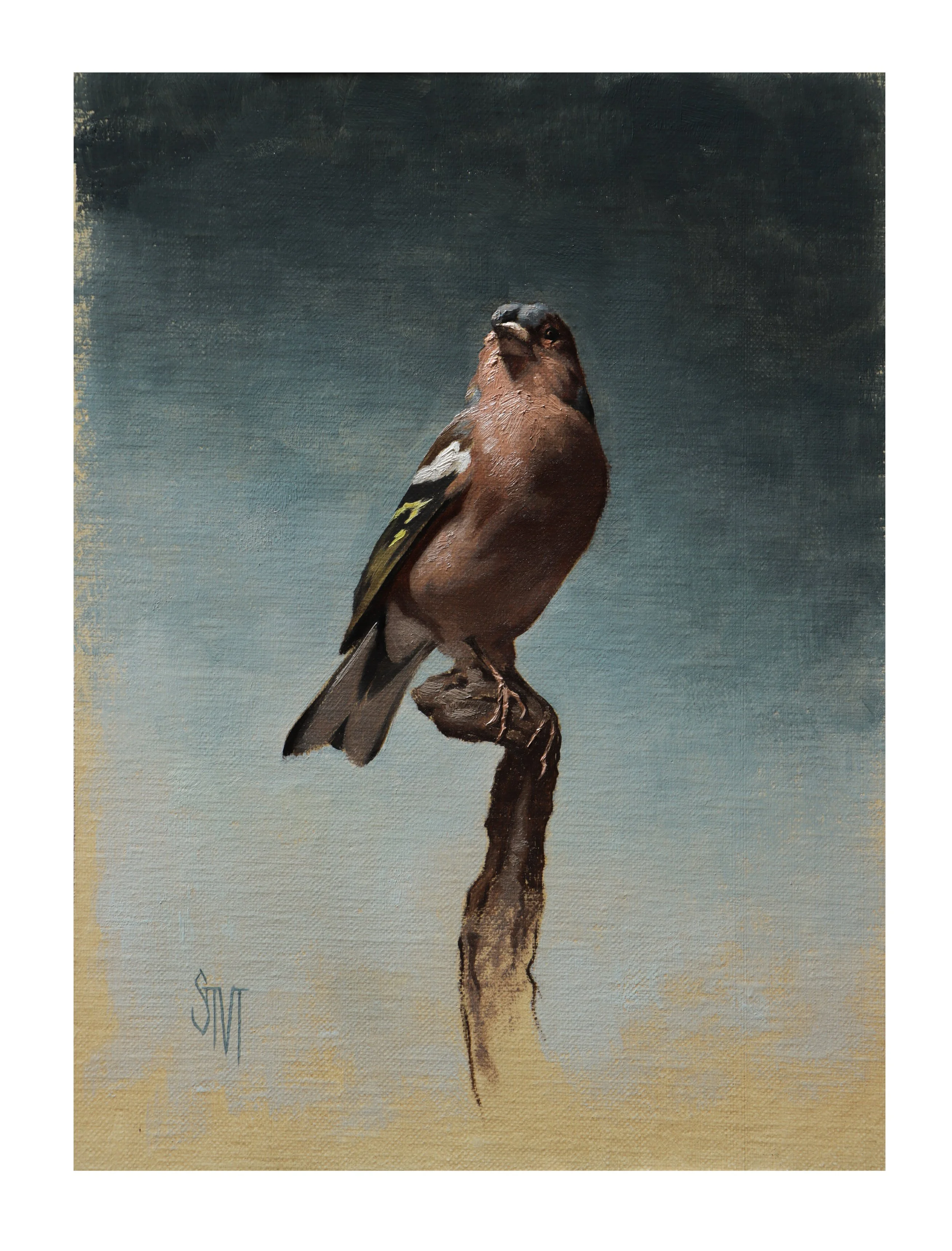 Chaffinch_in_Blue.jpg