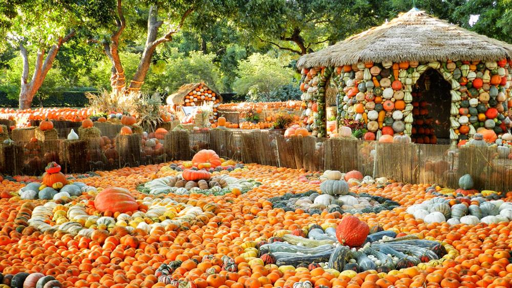 Pumpkin Patch at the Dallas Arboretum, Dallas, TX